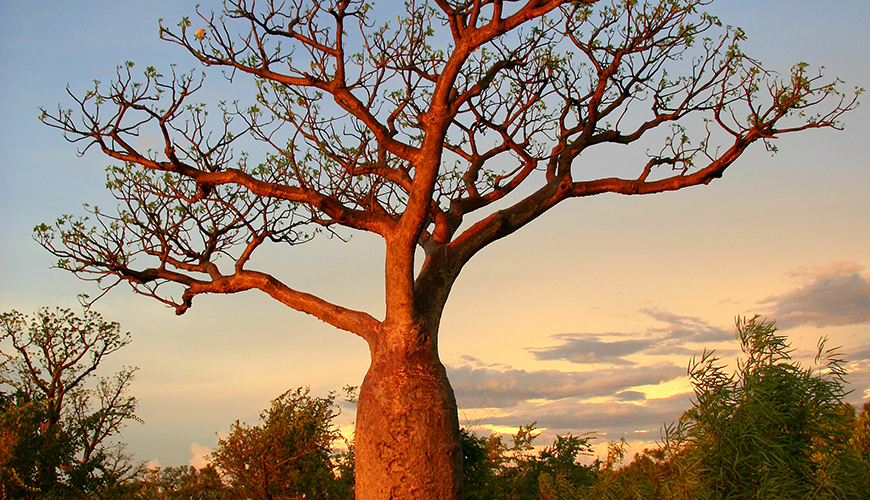 101696460_870x500.jpg sunset tree