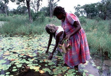 Image:  Jawoyn women gathering waterlillies