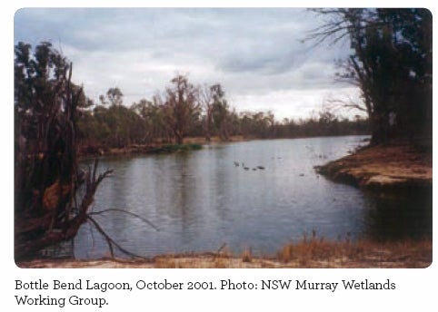 Bottle Bend Lagoon, October 2001. Photo: NSW Murray Wetlands Working Group.
